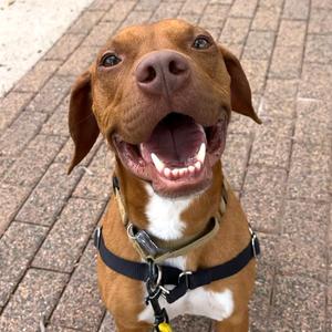 Bruno, Hound, adult, available for adoption