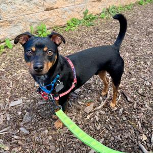 Benny FKA Button, Chihuahua, young, available for adoption