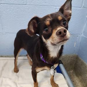 Brownie Point, Chihuahua, adult, available for adoption
