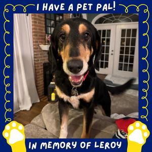 Boone, Coonhound, senior, available for adoption
