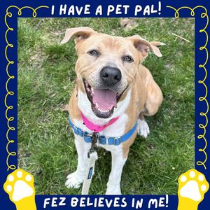 Aster Lee, Terrier, Pit Bull, adult, available for adoption