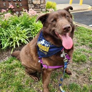 Coffee Bean, Retriever, Labrador, adult, available for adoption