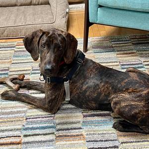 Darcy FKA Scout, Hound, Plott, adult, available for adoption