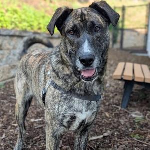 Chesney, Hound, adult, available for adoption