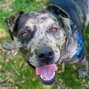 Cleo, Catahoula Leopard Dog, adult, available for adoption