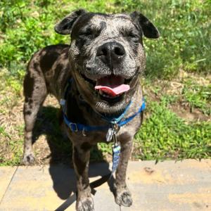 Cleo, Catahoula Leopard Dog, adult, available for adoption