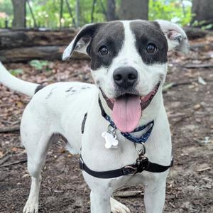 Deuce, Terrier, adult, available for adoption