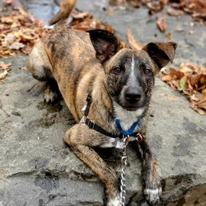Amber Pup: Ringo, Cattle Dog, adult, available for adoption