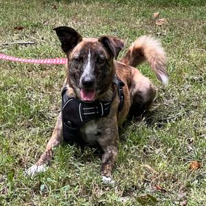 Amber Pup: Ringo, Cattle Dog, adult, available for adoption