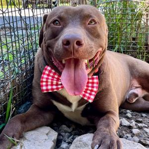 Donnie, Terrier, Pit Bull, adult, available for adoption