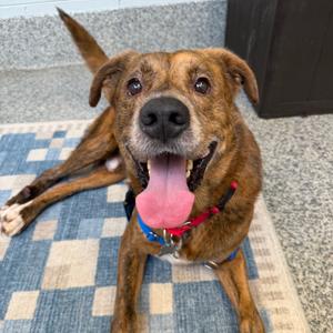 Anthony, Mountain Cur, adult, available for adoption