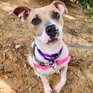 Destiny, Terrier, Pit Bull, adult, available for adoption