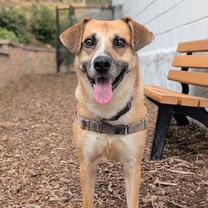 Bob Hope, Shepherd, adult, available for adoption