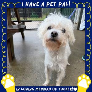 Chaos, Maltese, senior, available for adoption