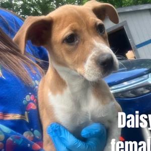 Daisy Mae, Cattle Dog, Australian (Red Heeler), puppy, available for adoption