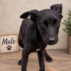 Dakota Pup: Kix, Retriever, Labrador, puppy, available for adoption
