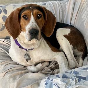 Barney, Coonhound, Treeing Walker, adult, available for adoption
