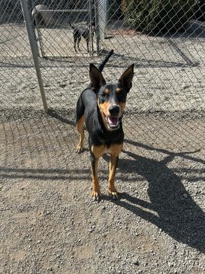 A black and tan dog with pointy ears stands in a gravelly outdoor enclosure, looking at the camera with its mouth open.