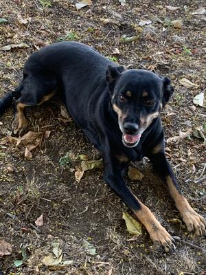 Daisy, Miniature Pinscher / Mixed Breed, adult, available for adoption
