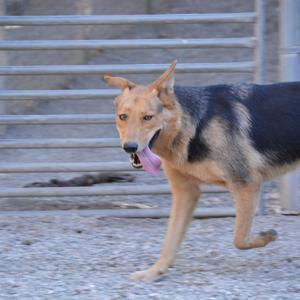 a dog