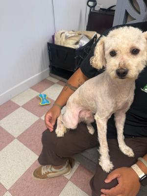 Coffee, Poodle (Miniature) / Shih Tzu, adult, available for adoption