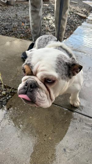 Merlin, English Bulldog, young, available for adoption