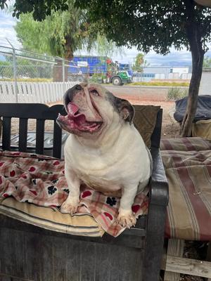 Merlin, English Bulldog, young, available for adoption