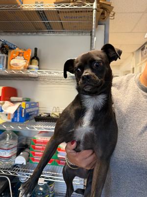 Kyoshi, Chihuahua / Mixed Breed, adult, available for adoption