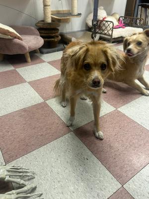 Little Shadow, Terriers (Medium) / Mixed Breed, adult, available for adoption