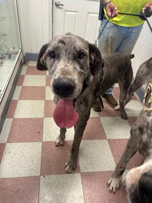 Duke, Great Dane, young, available for adoption