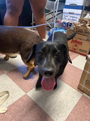 Nick (Lab/Dachshund Mix), Labrador Retriever / Dachshund, adult, available for adoption