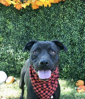 Leia, Pit Bull Terrier, senior, available for adoption