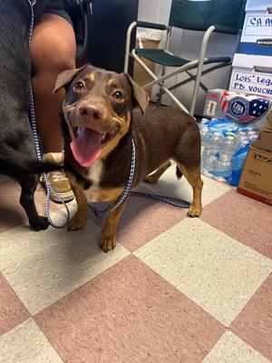 Nate (Lab/Dachshund Mix), Labrador Retriever / Dachshund, adult, available for adoption