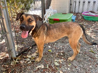 Maisey, German Shepherd Dog, adult, available for adoption