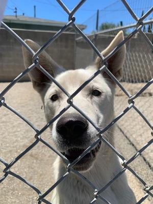 Max, Akita / Mixed Breed, young, available for adoption