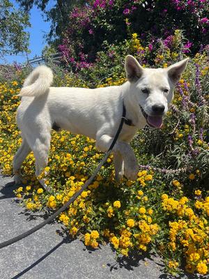 Max, Akita / Mixed Breed, young, available for adoption