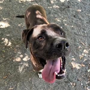 Koda, Mastiff / Pit Bull Terrier, adult, available for adoption