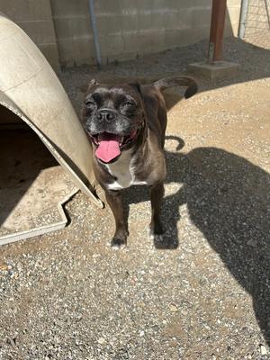 Maggie, French Bulldog / Pug, adult, available for adoption