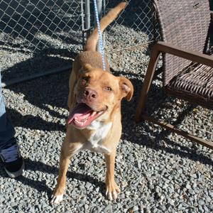 Nacho, Labrador Retriever / Pit Bull Terrier, adult, available for adoption
