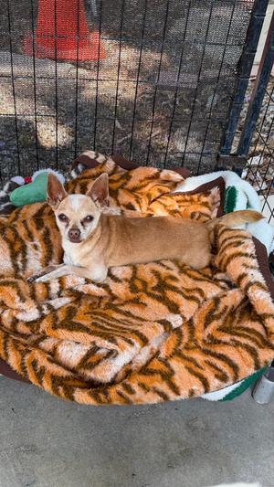 Max, Chihuahua / Mixed Breed, senior, available for adoption