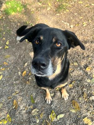 Ali, German Shepherd Dog / Rottweiler, senior, available for adoption