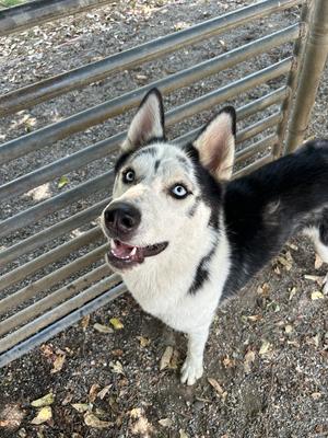 Castle, Husky, adult, available for adoption