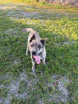 Milo (Shepherd), Shepherd (Unknown Type) / Mixed Breed, adult, available for adoption
