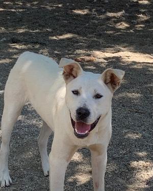 A white dog with a happy expression standing on a gravel surface.