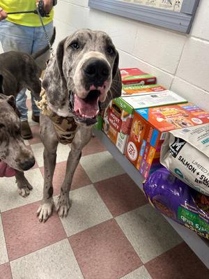 Jeter, Great Dane, young, available for adoption