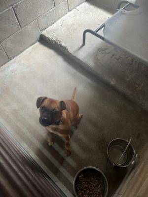 Bruno, Miniature Pinscher / French Bulldog, young, available for adoption