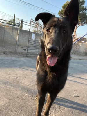 Charles, German Shepherd Dog, adult, available for adoption