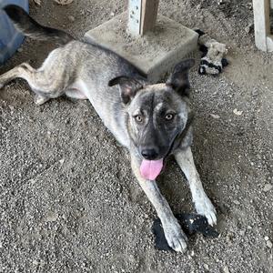 a dog laying on the ground