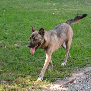 Luna, Shepherds (All Types), young, available for adoption