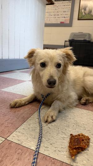 Bruce, Terriers (Medium), young, available for adoption